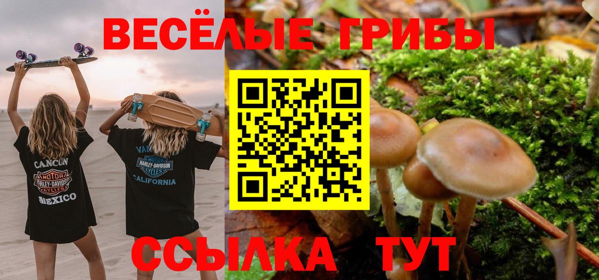 Псилоцибиновые грибы Cubensis Новотроицк